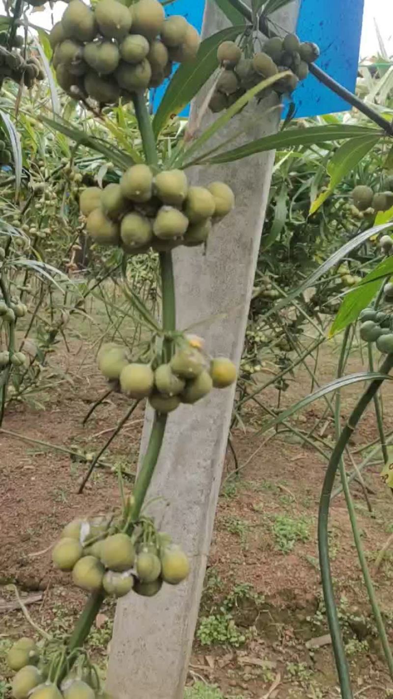 滇黄精种子，云南滇黄精，节节高