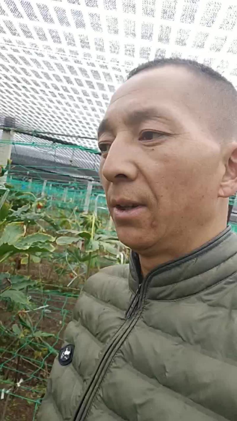 滇重楼种，重楼种云南重楼种
