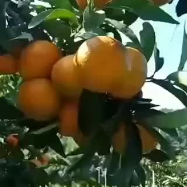 金秋沙糖桔10月上市