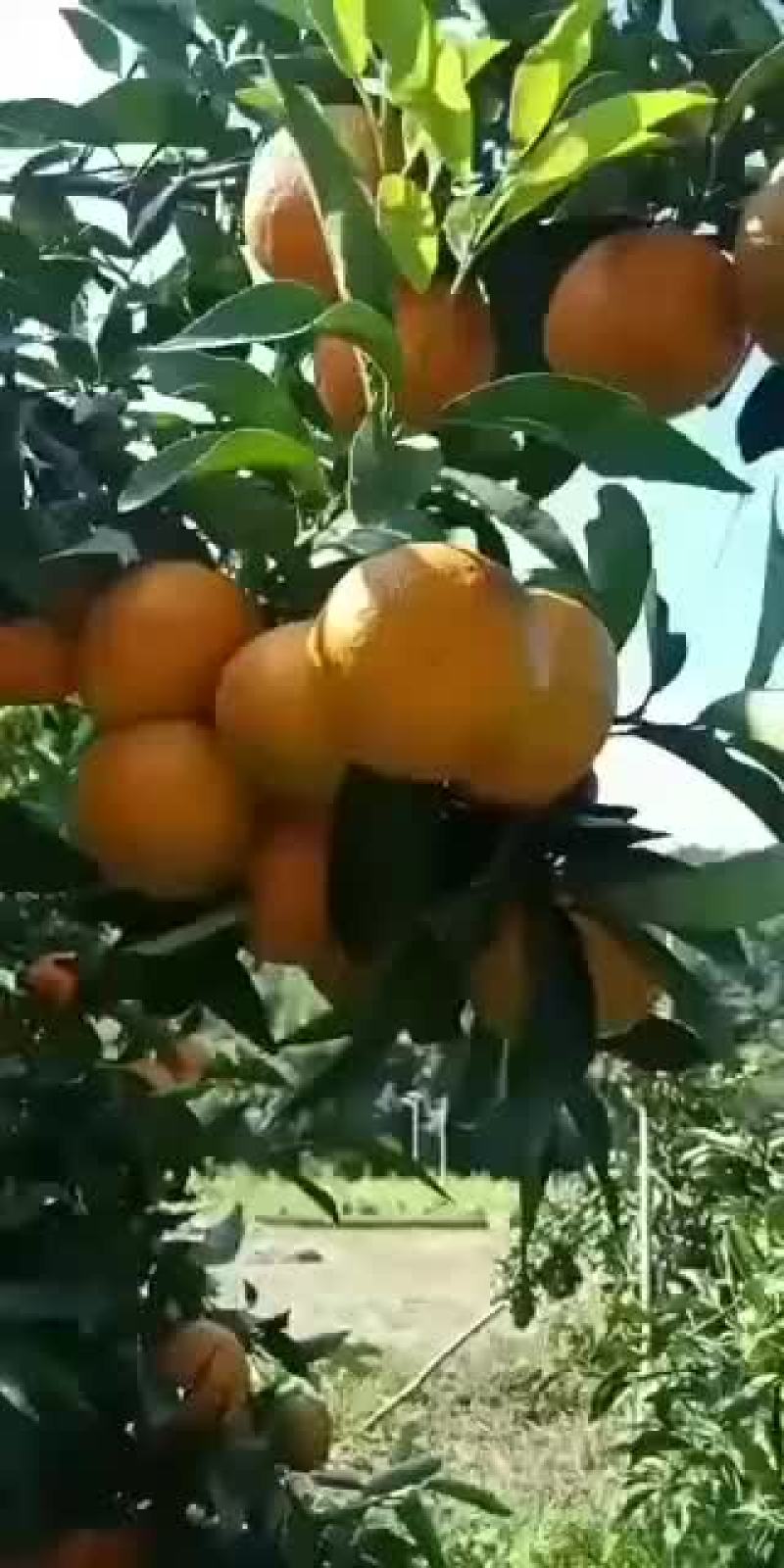 金秋沙糖桔10月上市