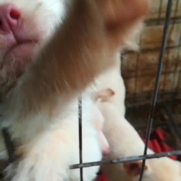 下司犬，两个多月的下司犬幼崽。。