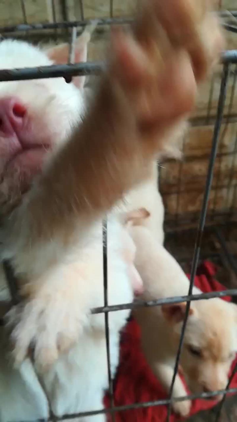 下司犬，两个多月的下司犬幼崽。。