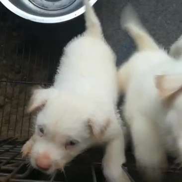 下司犬，实战小山狗，后代喜欢的老铁来秒。