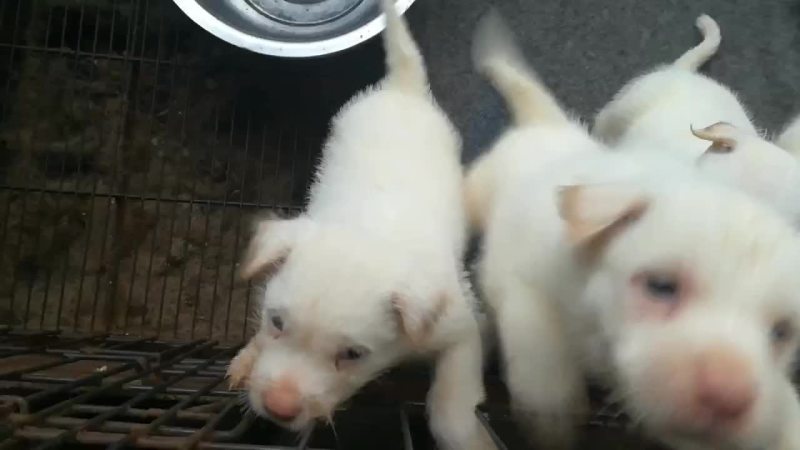 下司犬，实战小山狗，后代喜欢的老铁来秒。