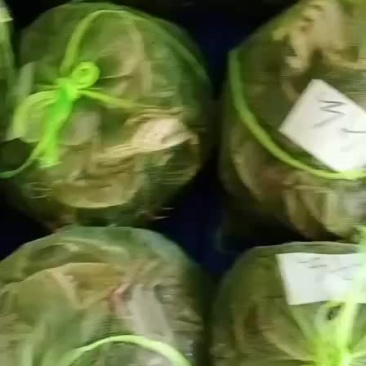六月黄1两公