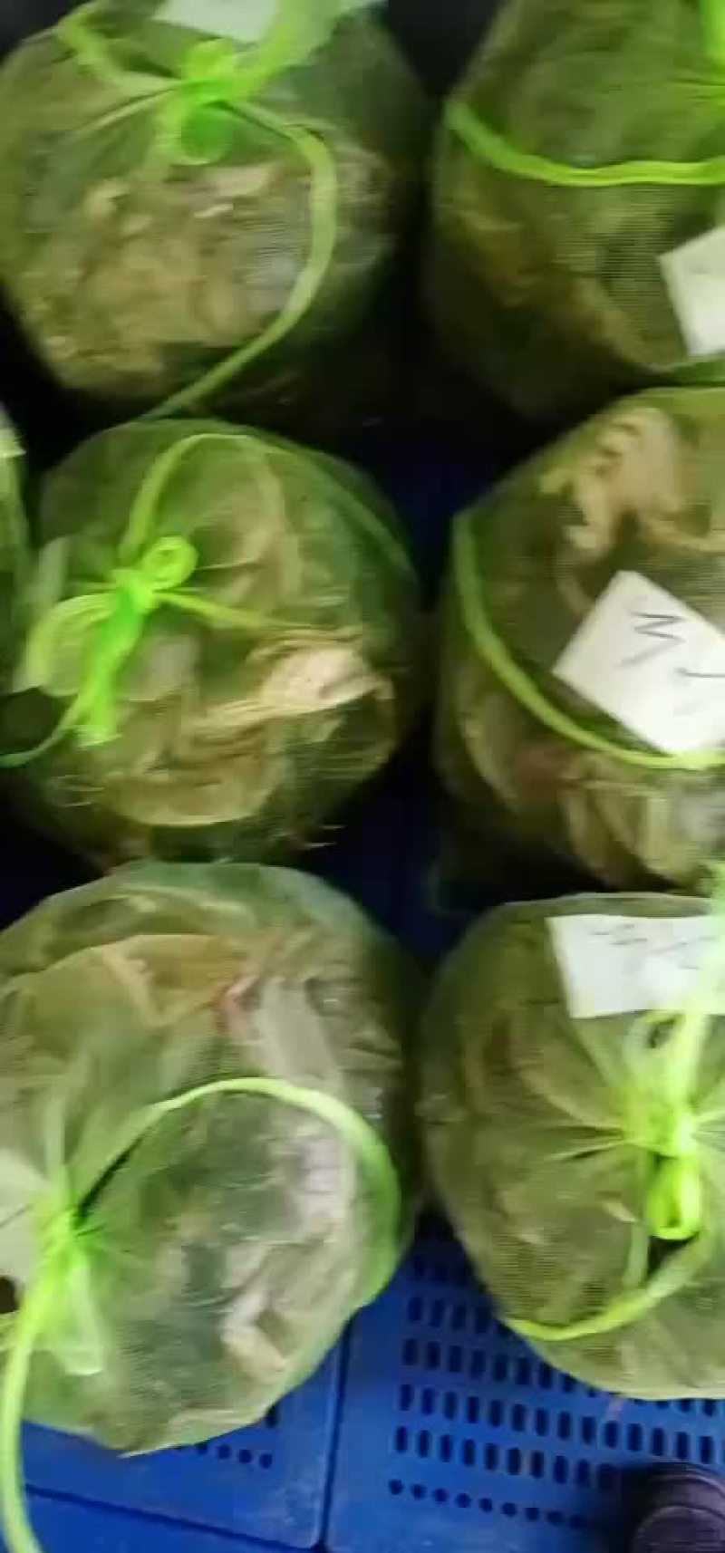 六月黄1两公