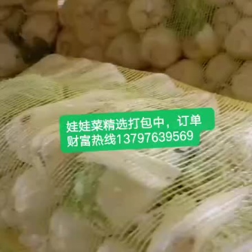 娃娃菜