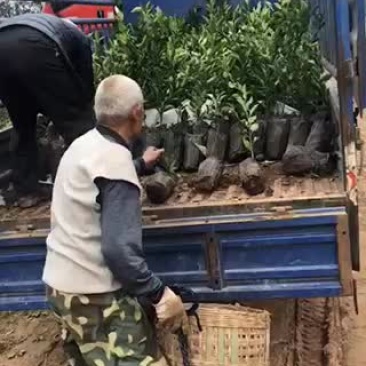 明日见杯苗自己基地直供价美现挖现发包鲜活