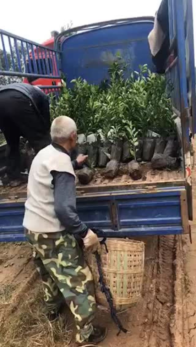明日见杯苗自己基地直供价美现挖现发包鲜活