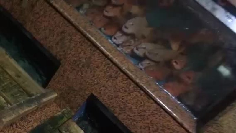 石斑鱼