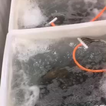 石斑鱼