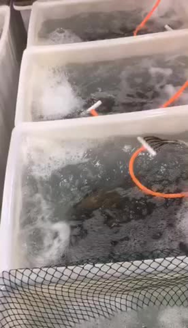 石斑鱼