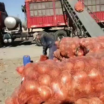 黄洋葱