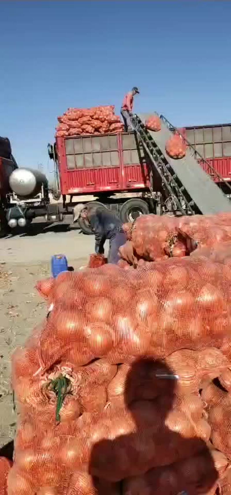 黄洋葱
