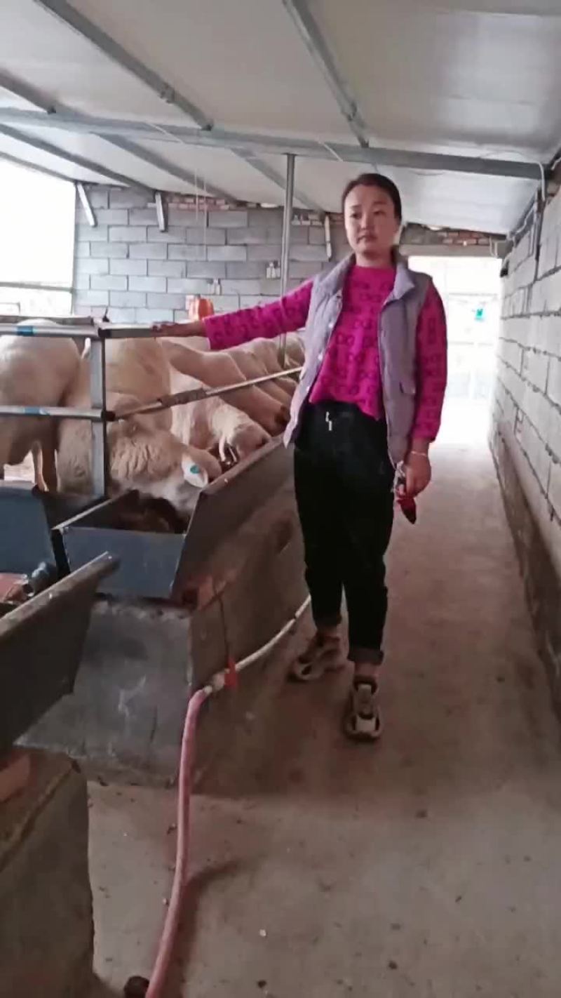 种羊黑头杜泊白头杜泊萨福克