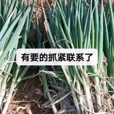 滕州优质钢葱