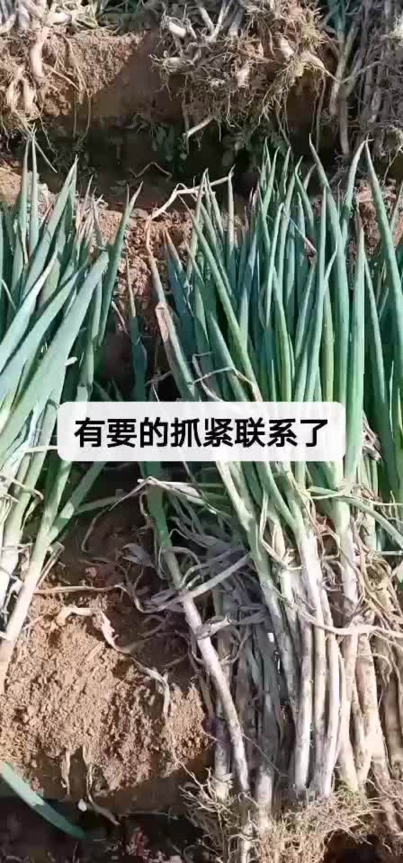 滕州优质钢葱
