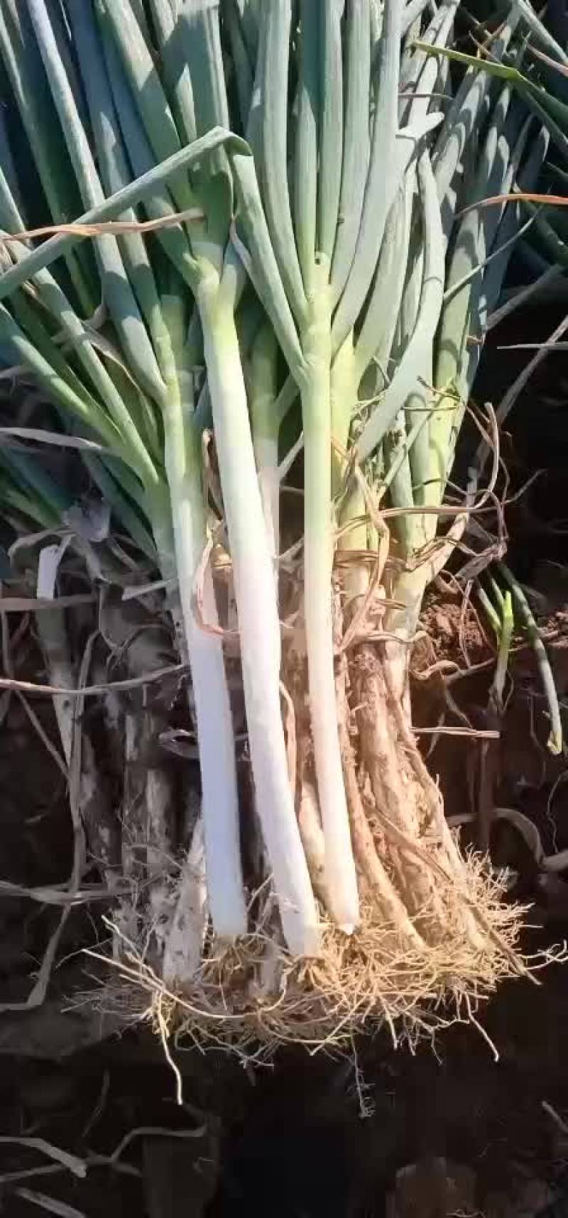 滕州优质钢葱