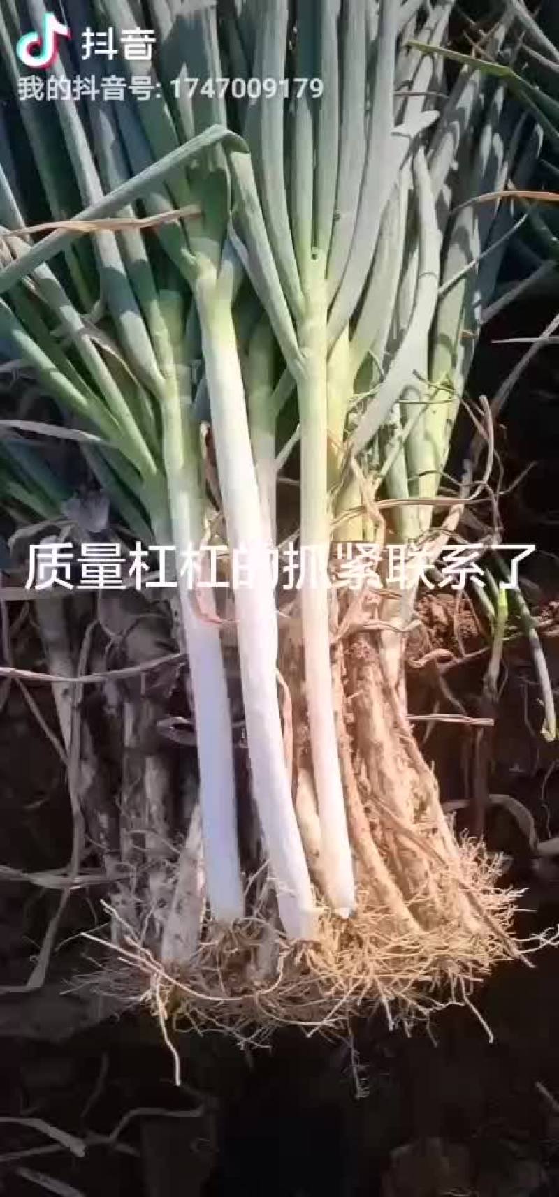 滕州优质钢葱