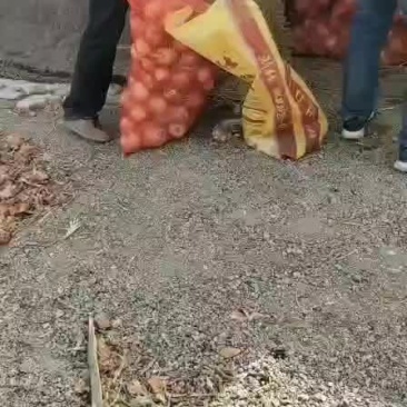 黄葱。
