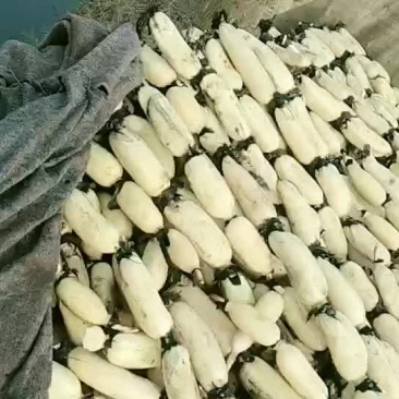 小藕藕霸免费送️️️️️️️️️
