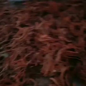 丹参大货