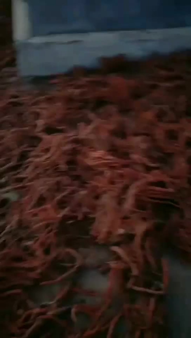 丹参大货