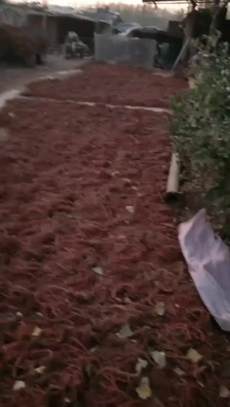丹参大货
