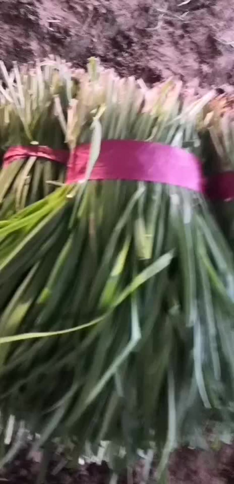 大叶韭菜，诚信代办，质量保证。