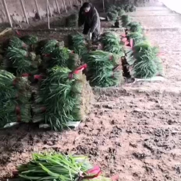 大叶韭菜，诚信代办，质量保证。