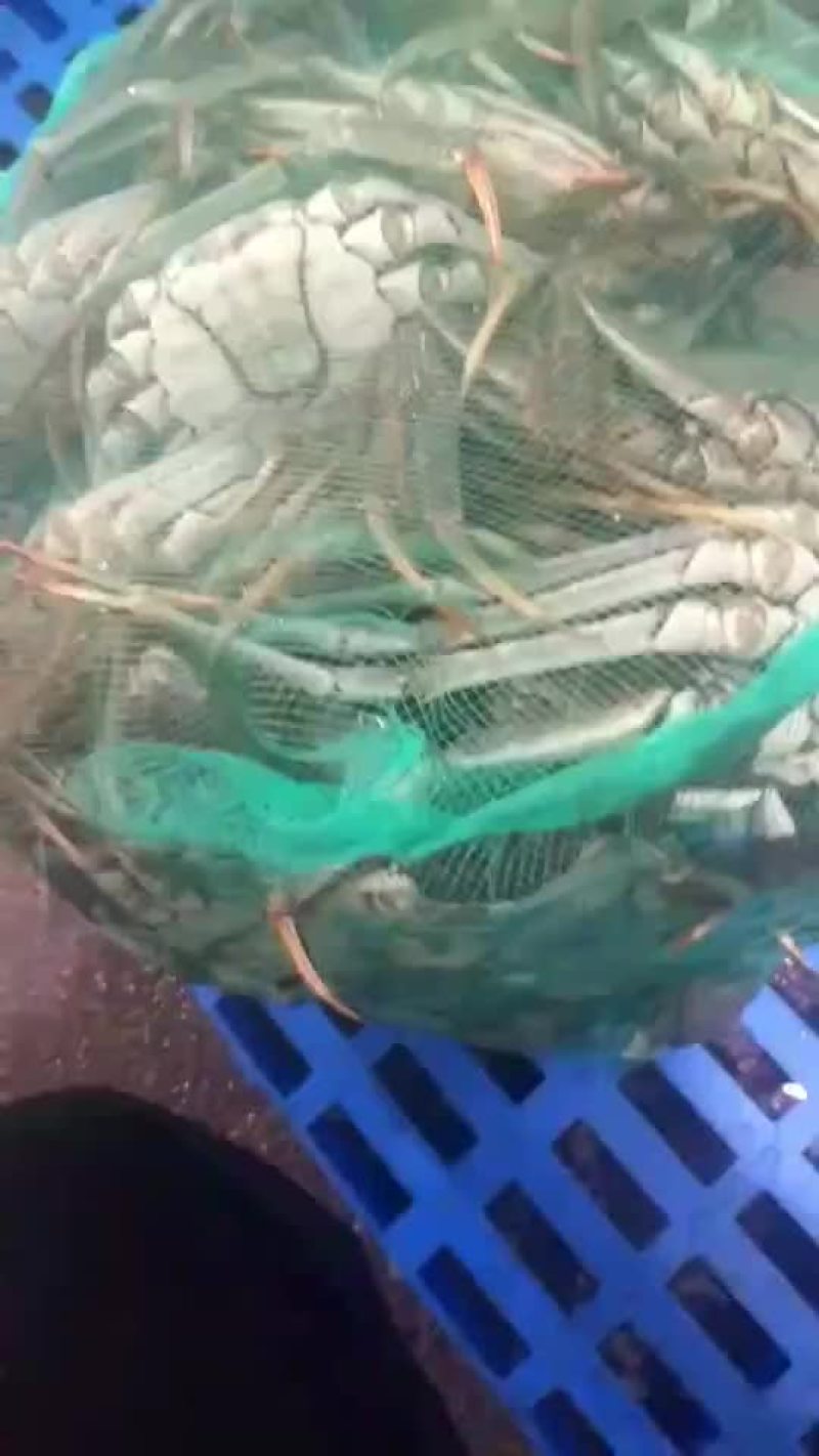 螃蟹类