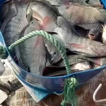 罗非鱼活体，合适钓鱼场大量罗非鱼