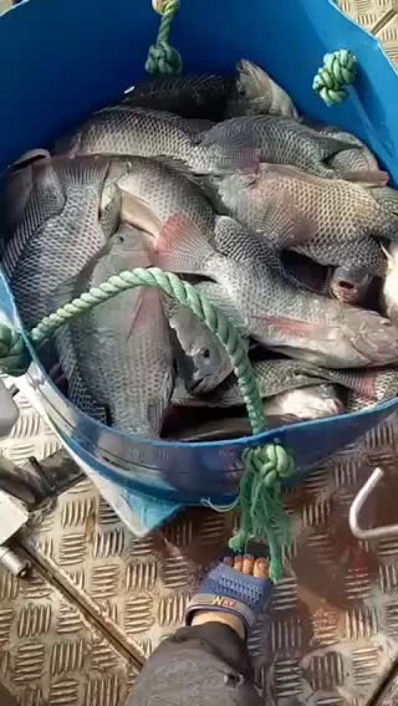 罗非鱼活体，合适钓鱼场大量罗非鱼