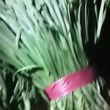大叶沙土韭菜