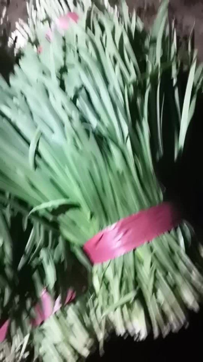 大叶沙土韭菜