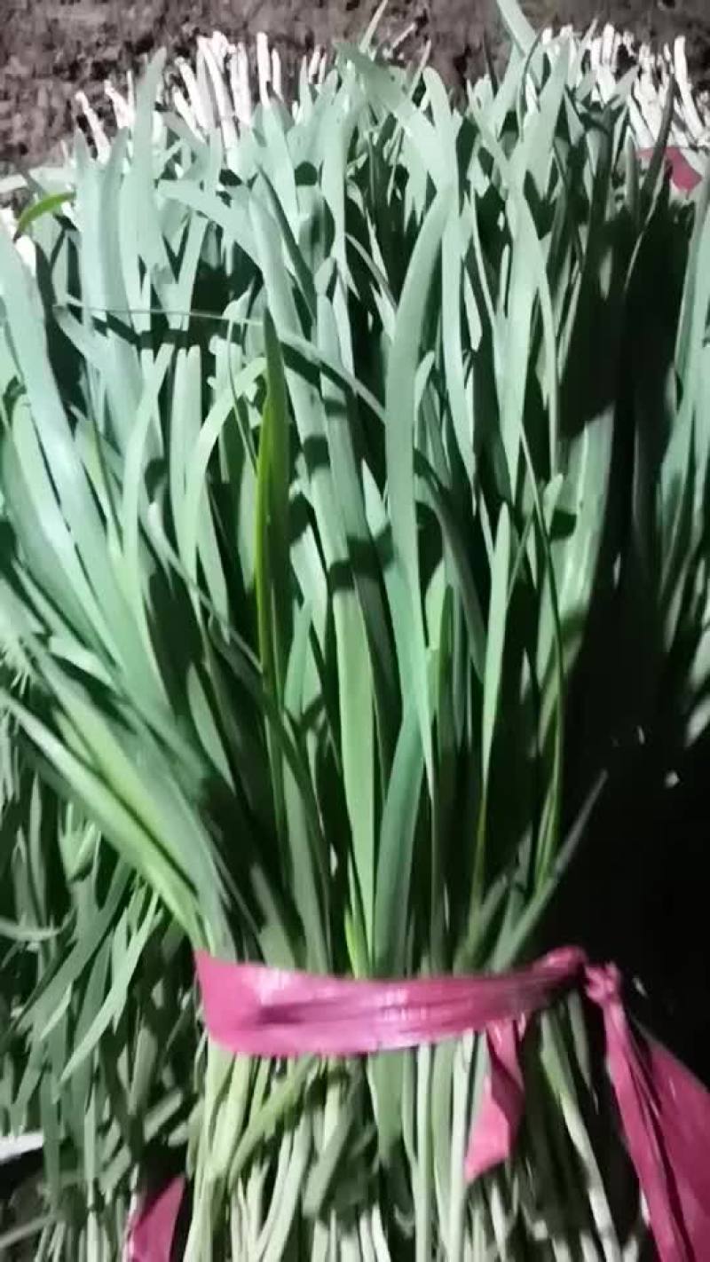 大叶沙土韭菜