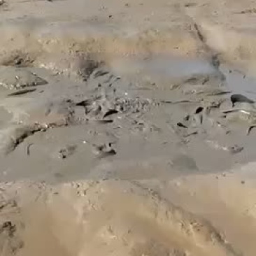 鲶鱼