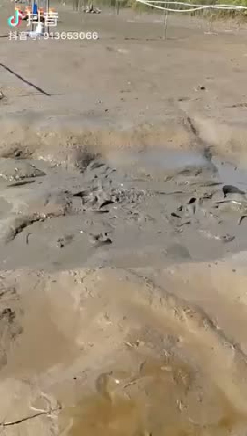 鲶鱼