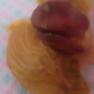 公鸡鸡宝你格面议