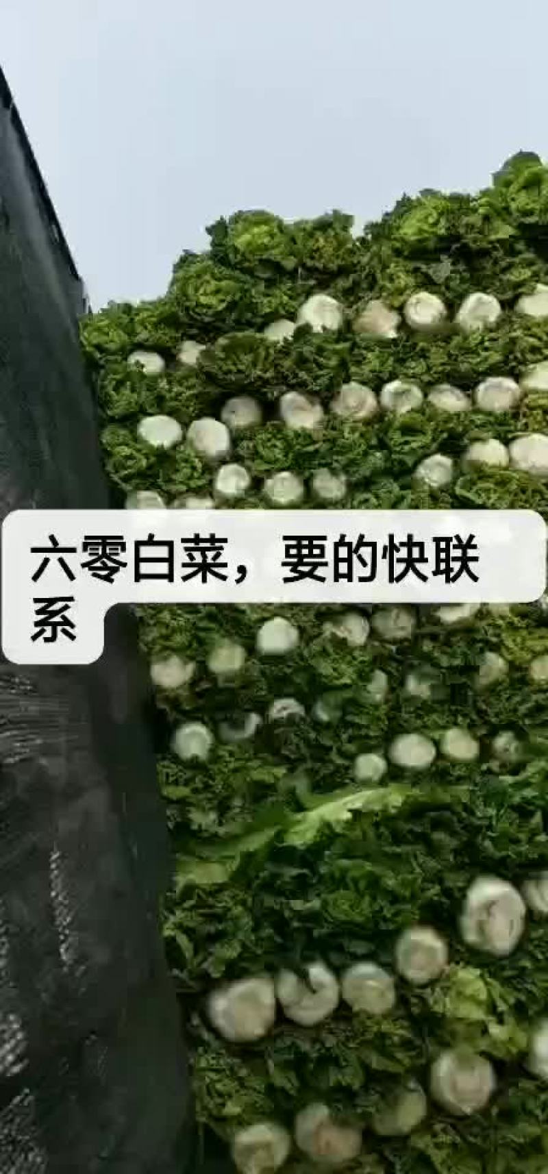 圆包头白莱五六斤，圆形，色绿