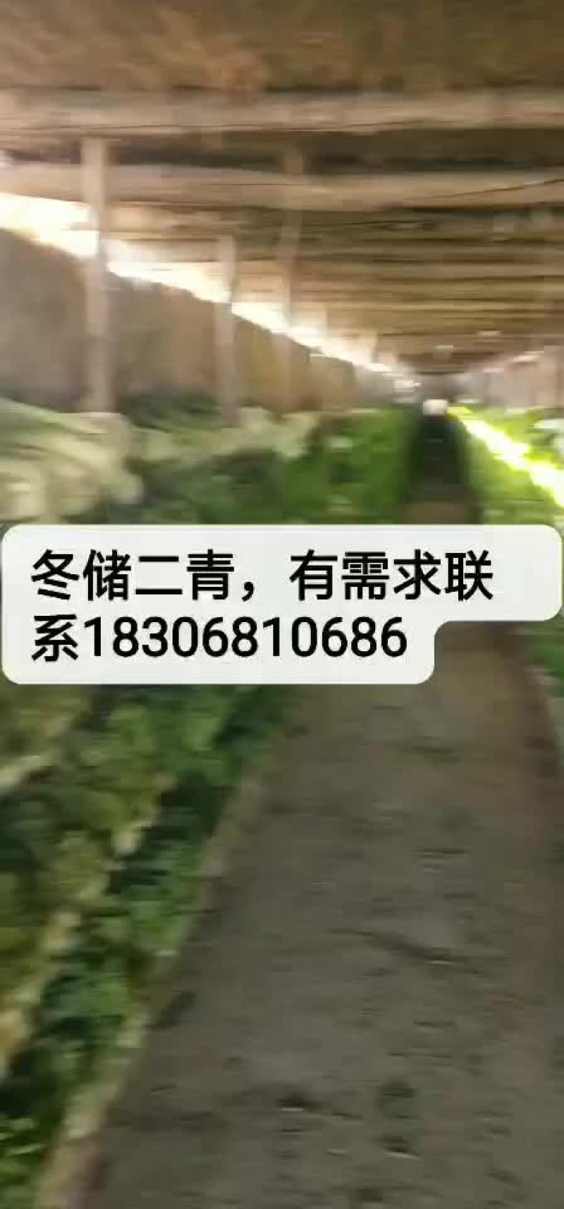 圆包头白莱五六斤，圆形，色绿