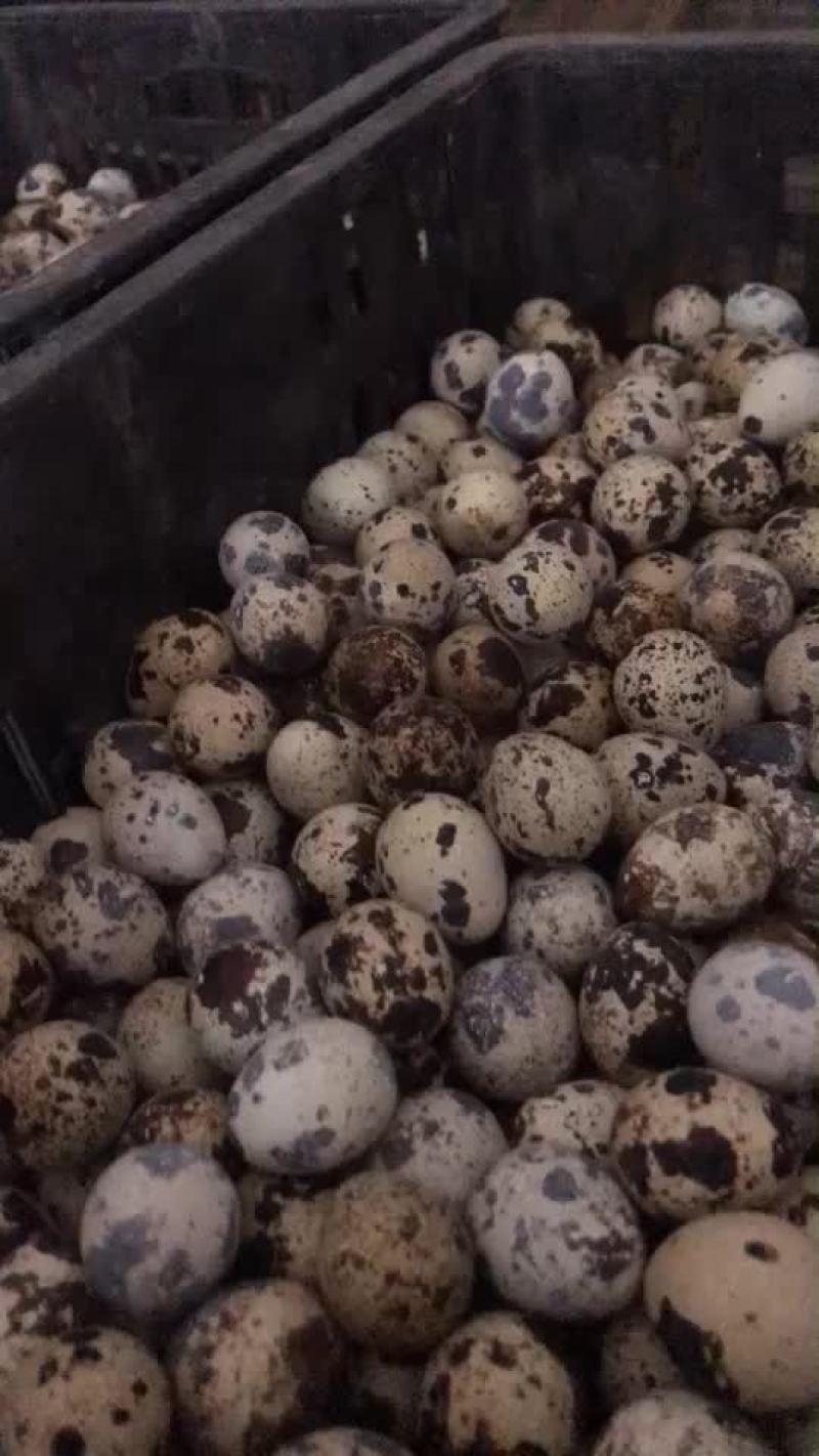 湖北襄阳鹌鹑蛋批发