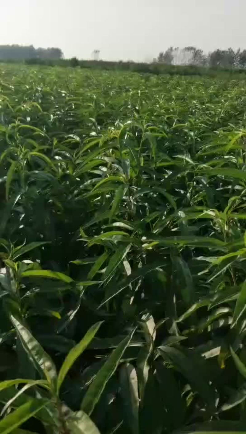 桃苗早晚熟品种一代嫁接苗根系壮现挖现卖品种纯