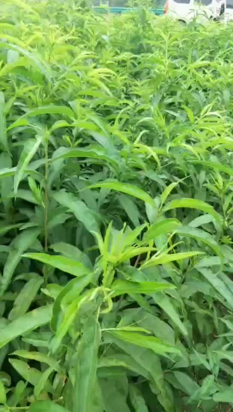桃苗早晚熟品种一代嫁接苗根系壮现挖现卖品种纯