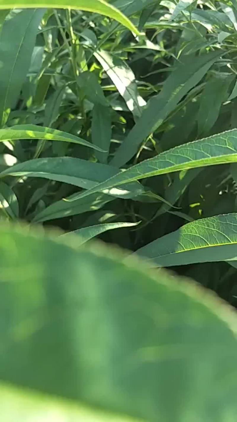 桃苗早晚熟品种一代嫁接苗根系壮现挖现卖品种纯