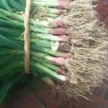 江苏大丰红根优质蒜苗