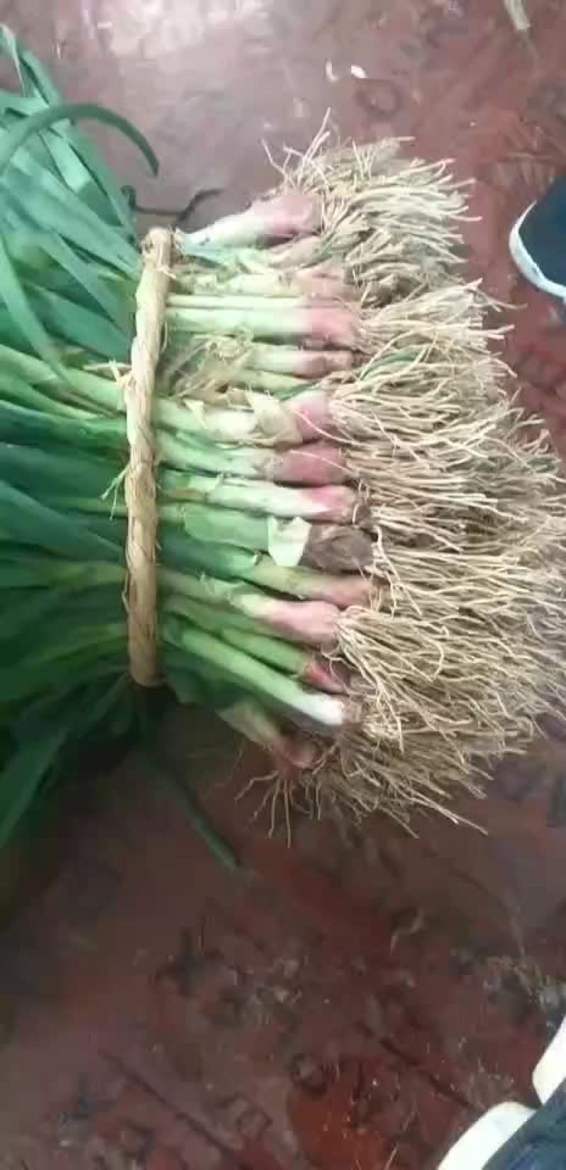 江苏大丰红根优质蒜苗