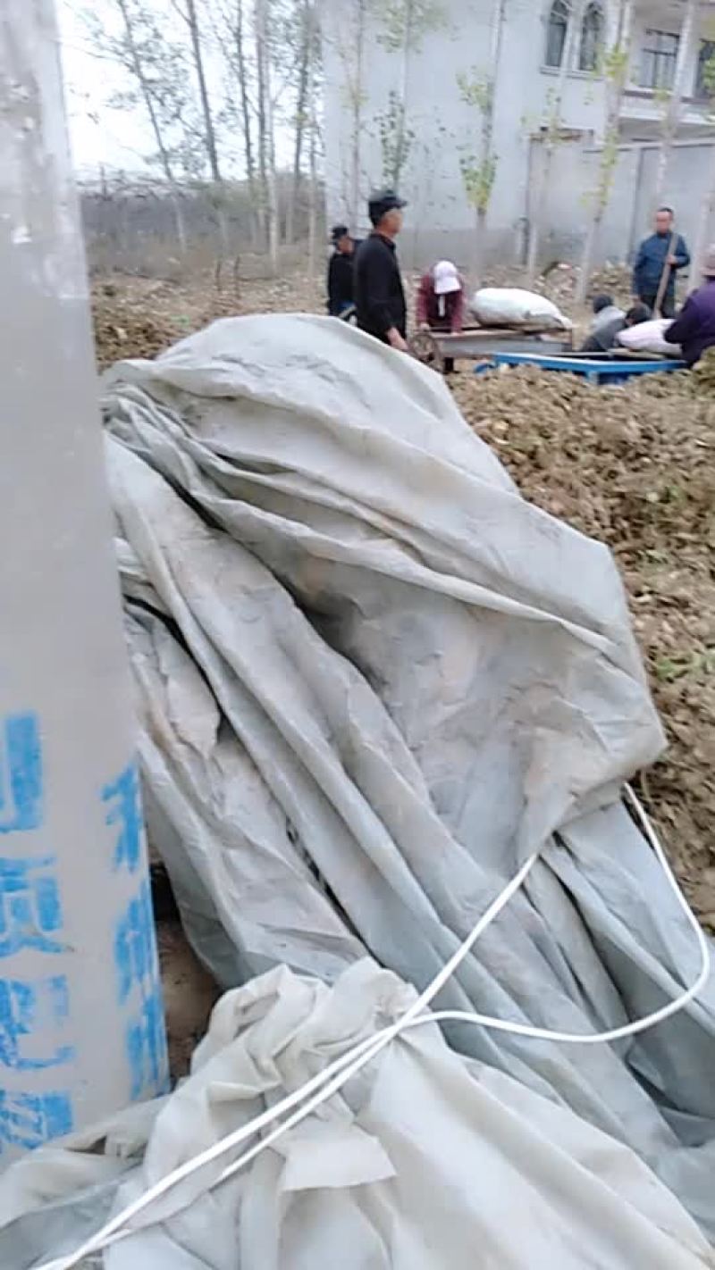 改良白术