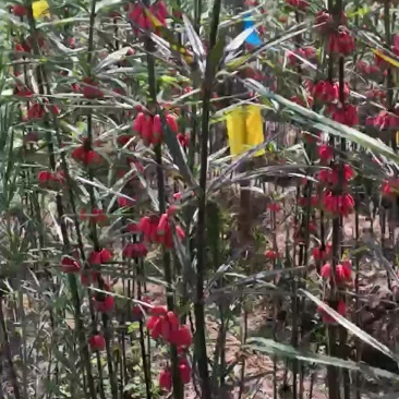 滇黄精种子，云南滇黄精，节节高