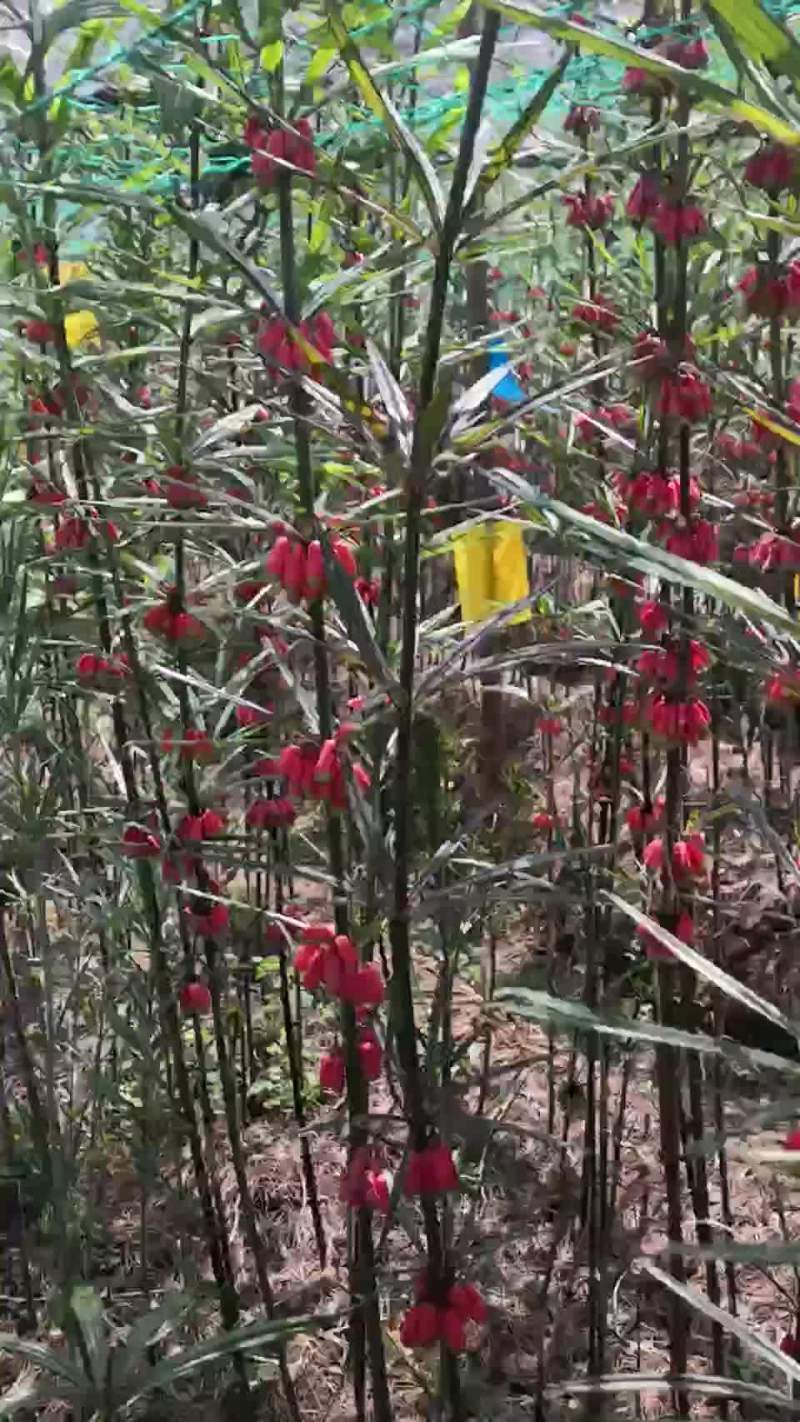 滇黄精种子，云南滇黄精，节节高